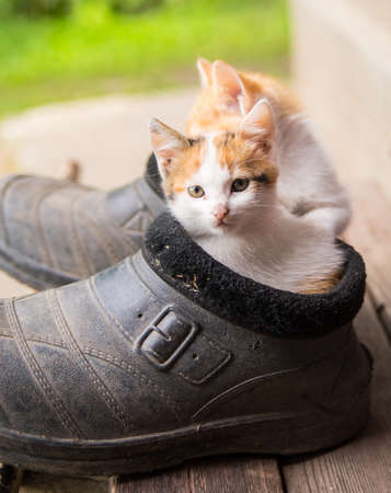 Ginger kittens sit in old black galoshes, portrait, close-up, copy spaceの写真素材