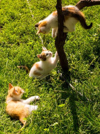 Three ginger kittens playing on a green lawn, close-up, copy spaceの写真素材