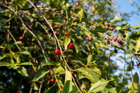 Red cherry on a branch with green leaves against the sky, close up, copy space