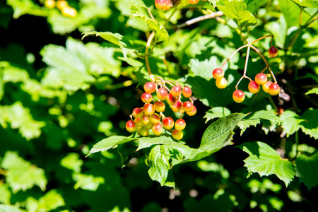 Bunches of red and rowan berries on a branch, close-up, copy space, template, postcard
