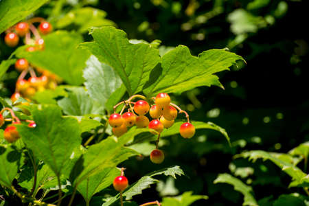Bunches of red and rowan berries on a branch, close-up, copy space, template, postcardの写真素材