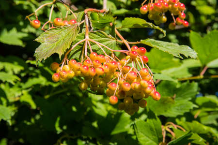 Bunches of red and rowan berries on a branch, close-up, copy space, template, postcard
