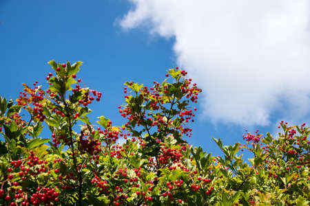 Red rowan bush against the sky, close up, copy space, template, postcardの写真素材
