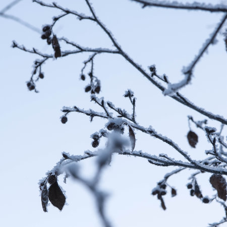 A tree branch covered with snow, hoarfrost against the background of a winter forest, close-up, copy...