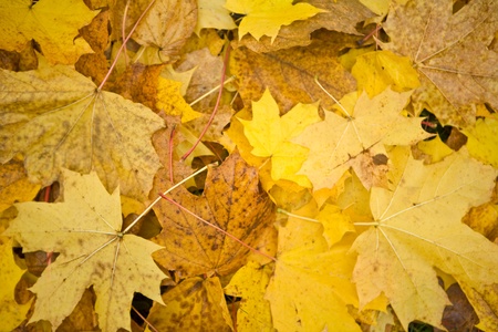 autumn carpetの写真素材