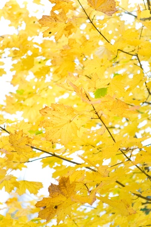 autumn foliage on a white skyの写真素材