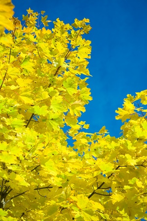 autumn foliageの写真素材