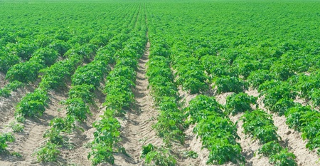 close up rows of potatoの写真素材