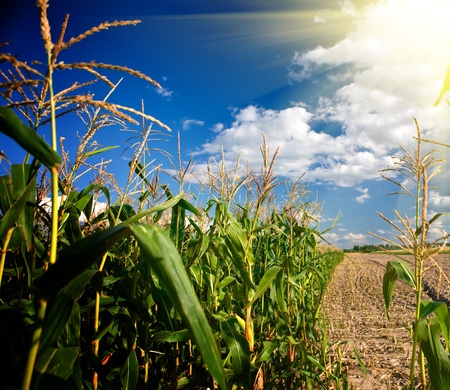Edge of a corn field in the afternoonの写真素材