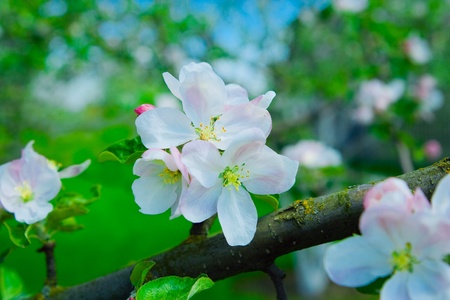 flowers of apple tree on a branchの写真素材