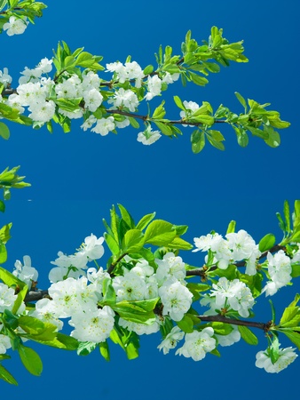 flowers of pear treeの写真素材