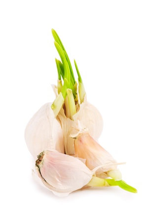 garlicの写真素材