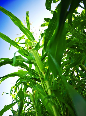 green corn on a skyの写真素材