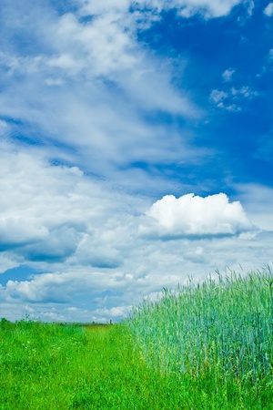 Green field - Landscapeの写真素材