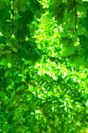 green foliageの写真素材