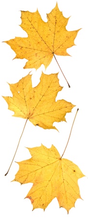 leaf on wihiteの写真素材