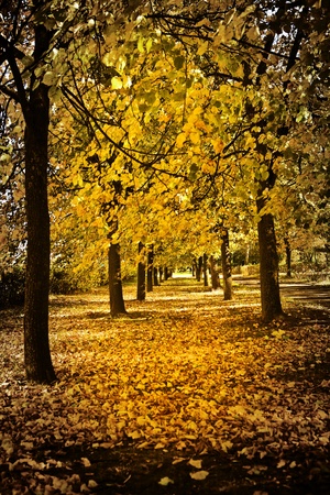 autumn alleyの写真素材
