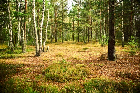 autumn forestの写真素材