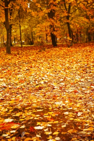 Autumn park after a rainの写真素材