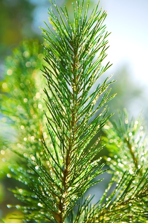 branch of a pinetreeの写真素材