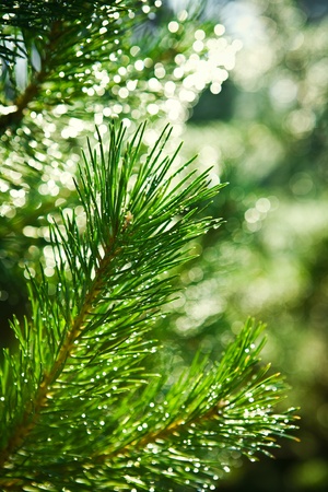 branch of pinetreeの写真素材