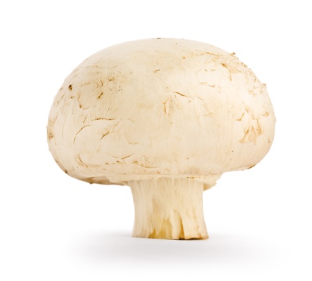 champignon isolatedの写真素材