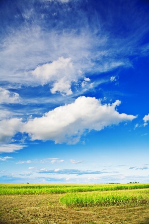 corn field and skyの写真素材