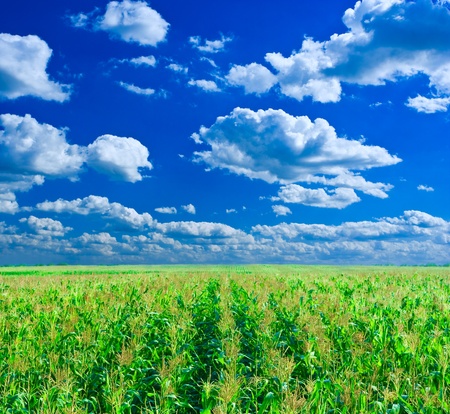 Corn fieldの写真素材