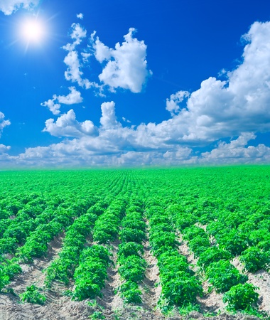potato fieldの写真素材