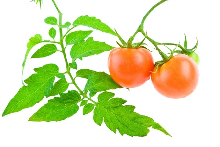 tomato with foliageの写真素材