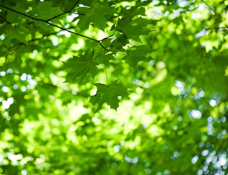foliage of mapple on a blurry background of foliageの写真素材