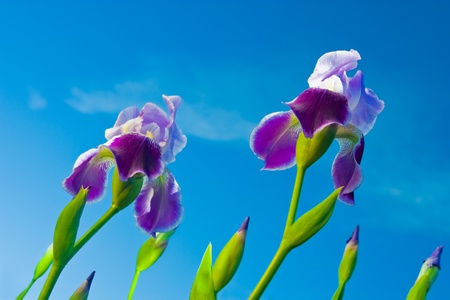 Iris on a background of the skyの写真素材