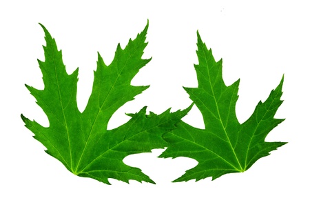 Two green maple leaves it is isolated