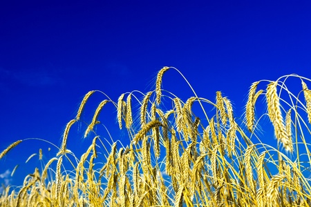 wheat close upの写真素材
