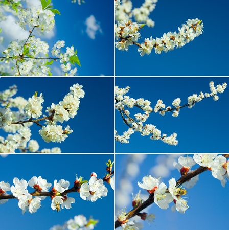 collage of images of blooming branches on a background of the skyの写真素材