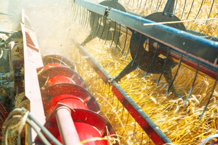 very close up combine harvesting wheatの写真素材