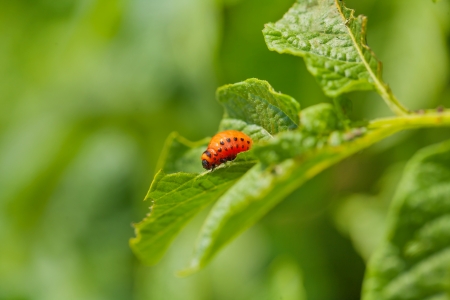 Colorado potato beetle larva