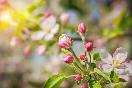 apple tree blossom