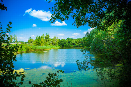 View on forest river trough branches of treesの写真素材