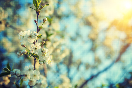 branch of blossoming cherry tree close up hipster style version