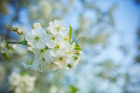small branch of cherry tree on blurred background