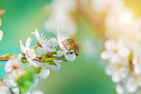 a bee on blossoming flovers of cherry tree