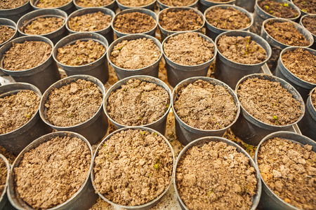 small pots with ground close up viewの写真素材