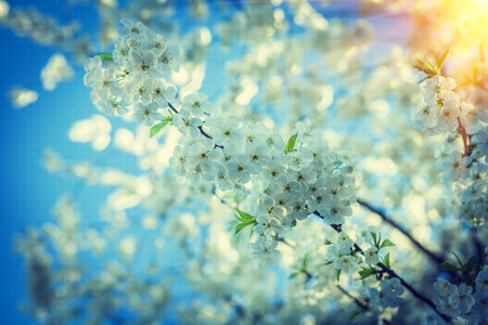 big branch of blossoming cherry tree at sunset instagram stile