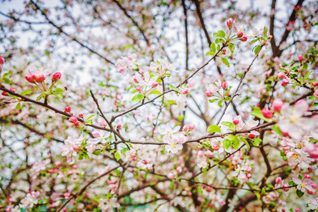 blossom of apple tree instagram stile