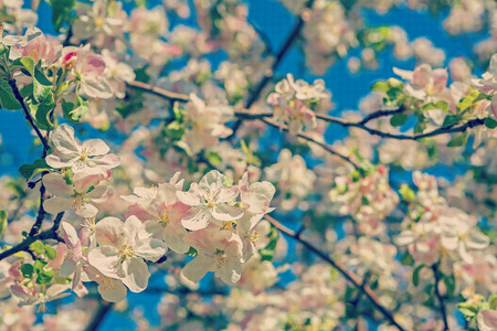 blossoming flowers of apple tree close up on blurred background instagram stileの写真素材