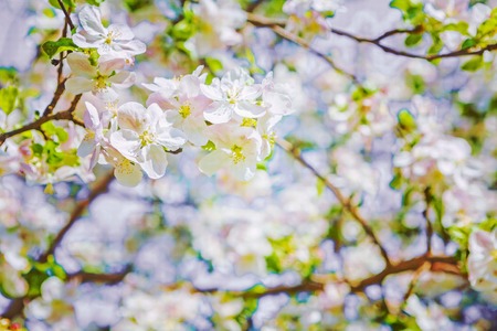 beautiful blossoming flowers of apple tree stileの写真素材