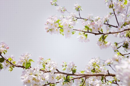 beautiful branches of  blossoming apple tree stileの写真素材