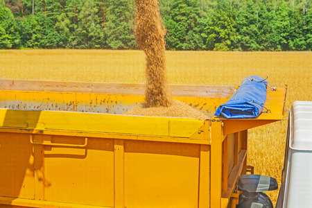 pouring wheat grains in harvestingの写真素材