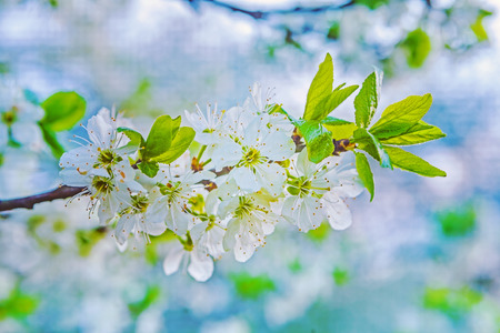 close up view on branch of blossoming cherry tree with very blurred background instagram  stile